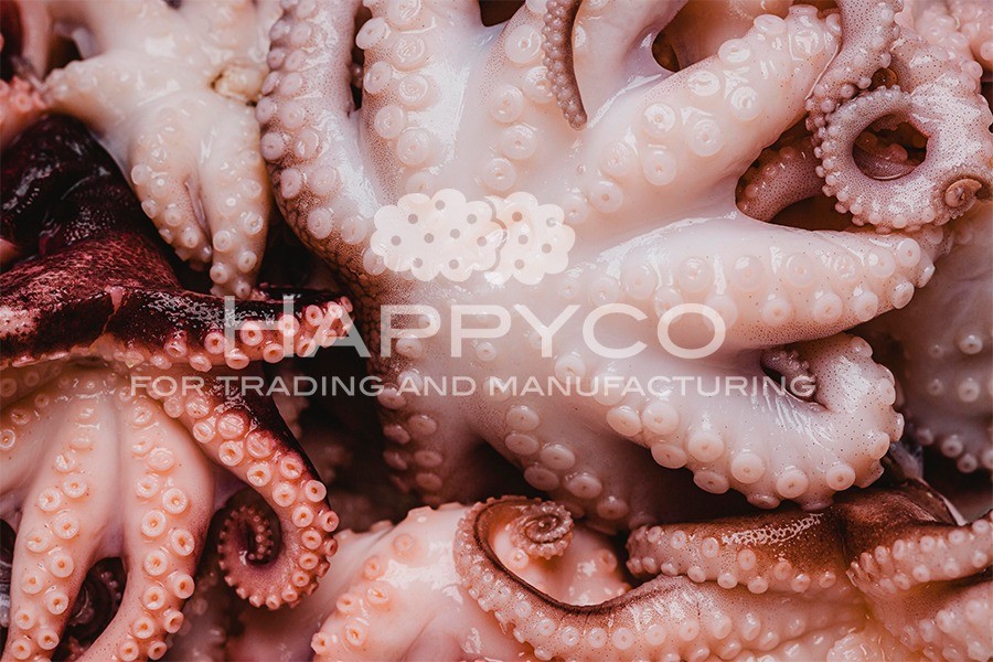 بدء موسم تصدير أخطبوط البحر المتوسط